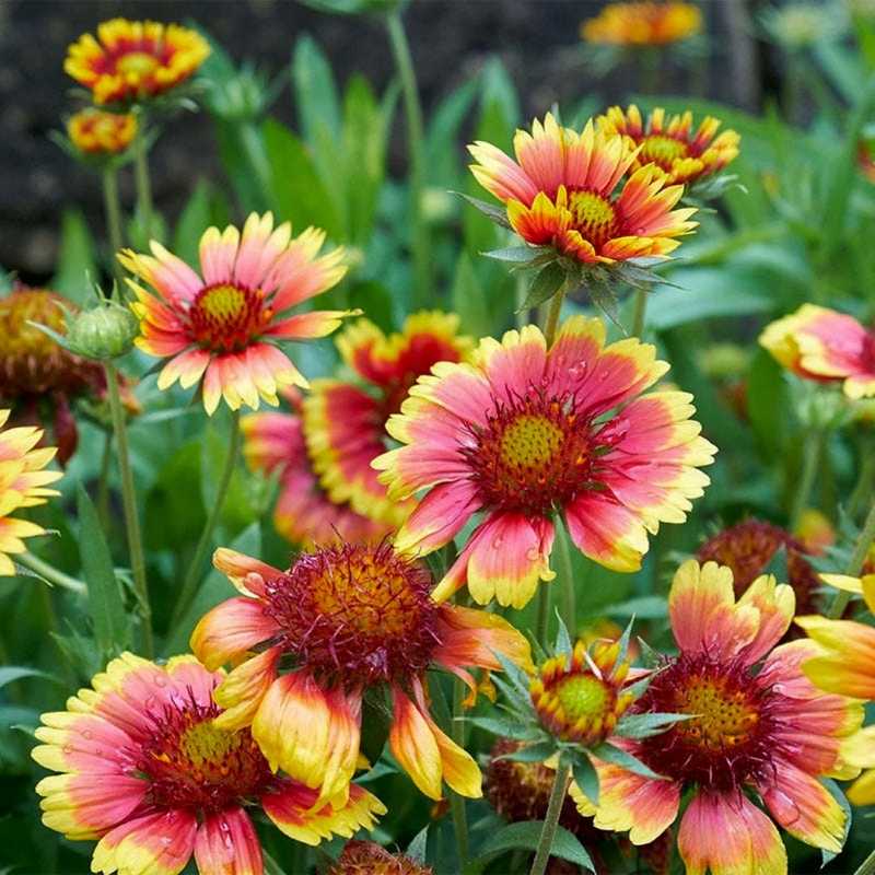 Vibrant Firewheel flowers with red centers and yellow-tipped petals, also known as Indian Blanket, growing in a lush green garden setting.