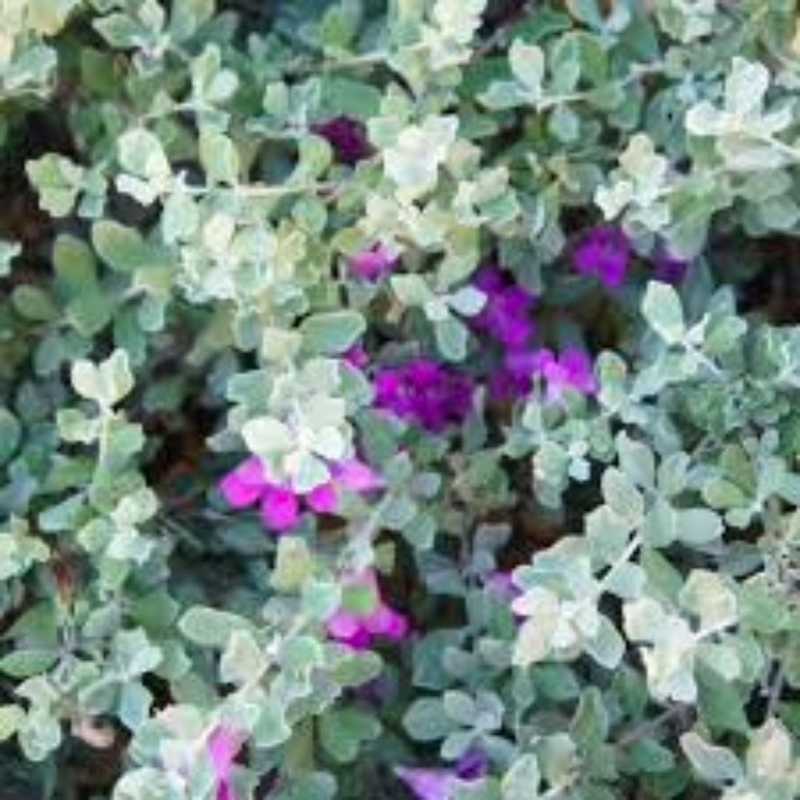 oval leaves and vibrant purple-magenta flowers blooming throughout the foliage